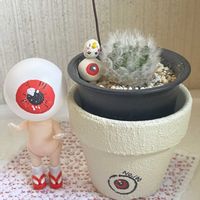 ファング,マミラリア白星・うさぎのほっぺ,オヤジ祭り,全国オヤジ連合会,KOHリメ鉢の画像