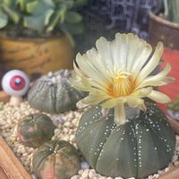 玉つづり,ボルシー,ベヌスタ,兜丸,ギガス×ベヌスタの画像