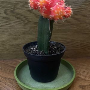 サボテン,ヒボタン,緋牡丹,iPhone撮影,緋牡丹友の会の画像