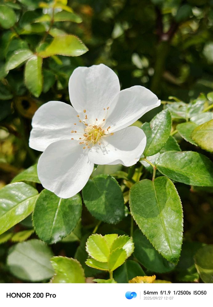 とりさんの中区への投稿