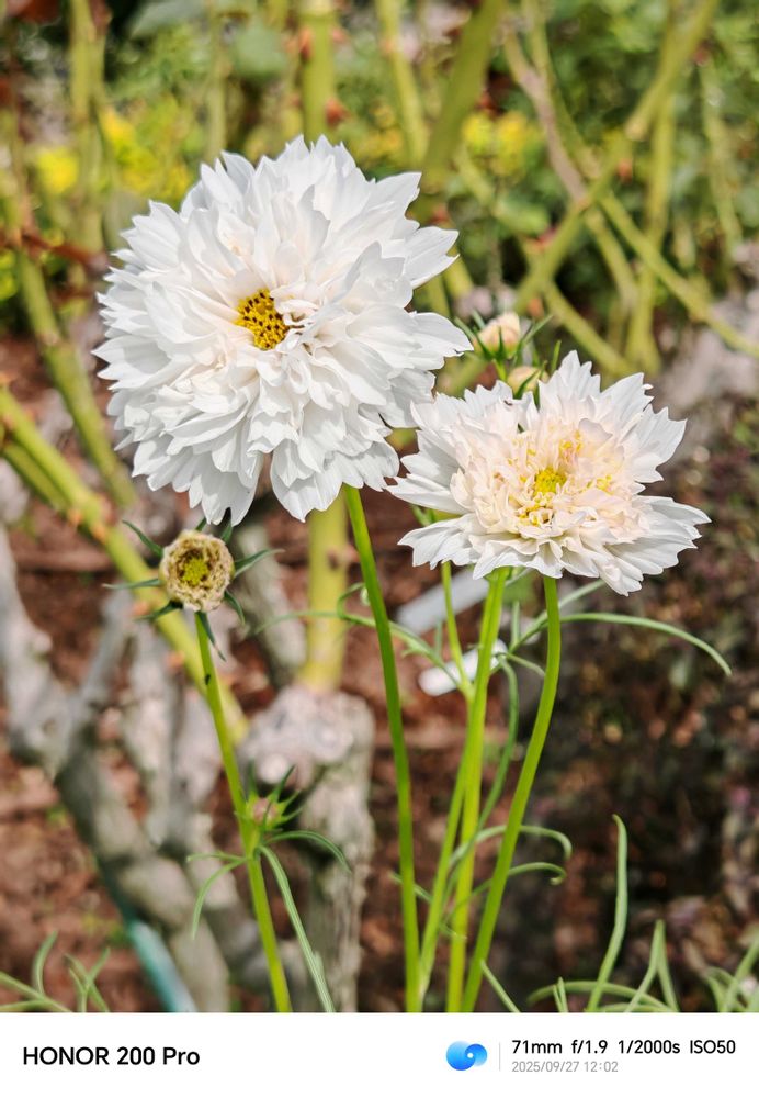 とりさんの中区への投稿