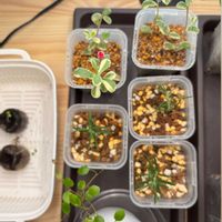 パンジー,ポーチュラカ マジカルキューティー,ブロッコリースプラウトの画像