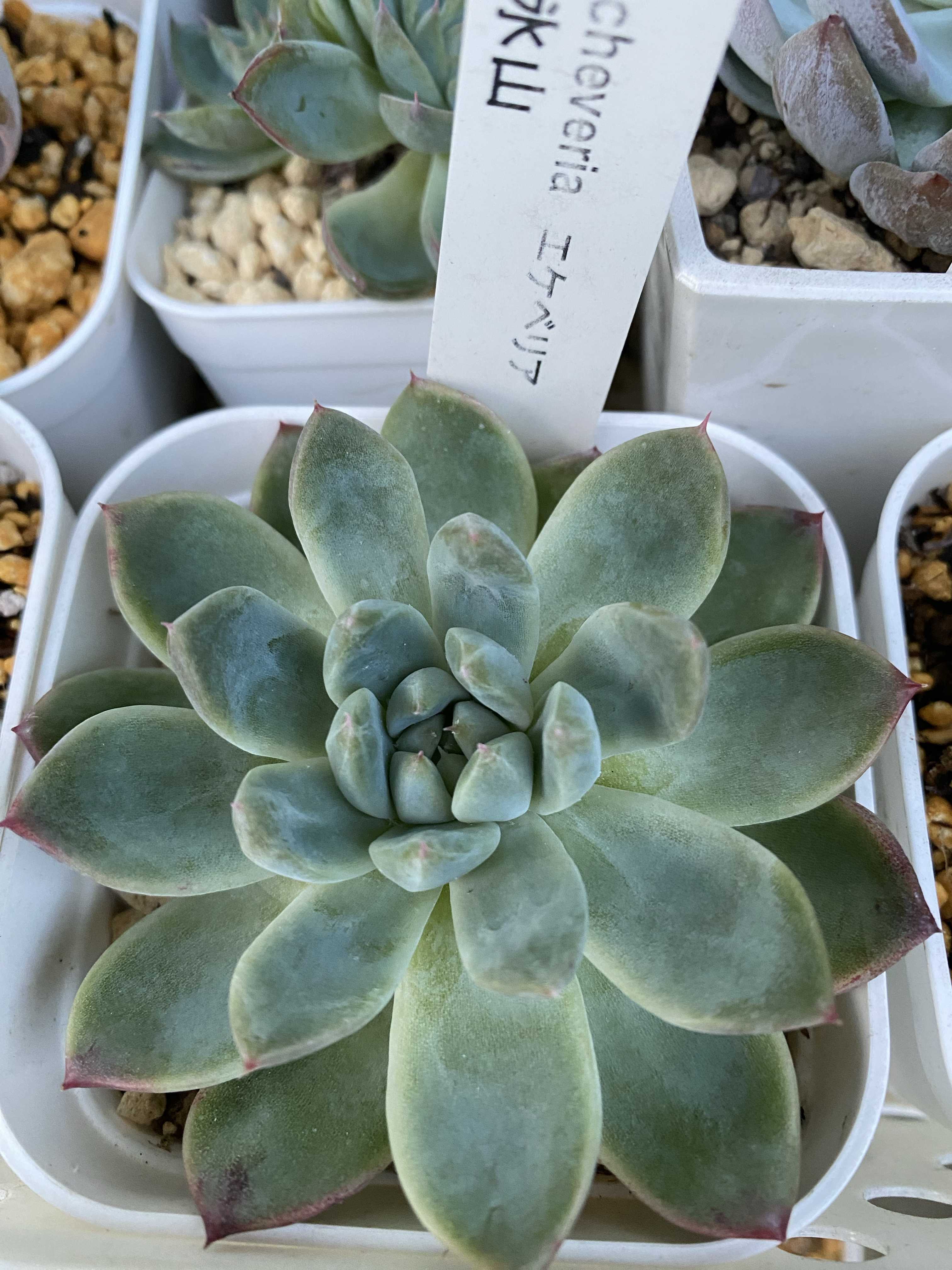 氷山の育て方｜🍀GreenSnap（グリーンスナップ）