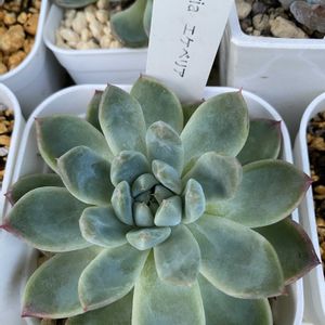 氷山,多肉植物,エケベリア属,多肉植物のある暮らし,エケベリア大好きの画像