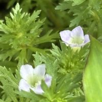 コナギ,タマガヤツリ,キクモ,キクモ,野草の画像