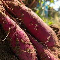 さつまいも,可愛い❤,石川県,チーム石川の画像