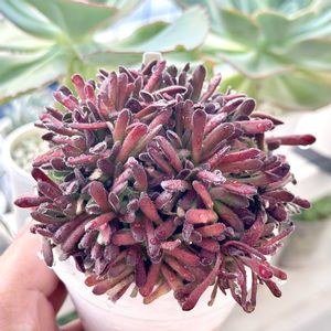 クラッスラ プベッセンス,クラッスラ  プベスケンス,成長記録 プベシェンス,クラッスラ プベシェンス,神奈川タニラーの画像