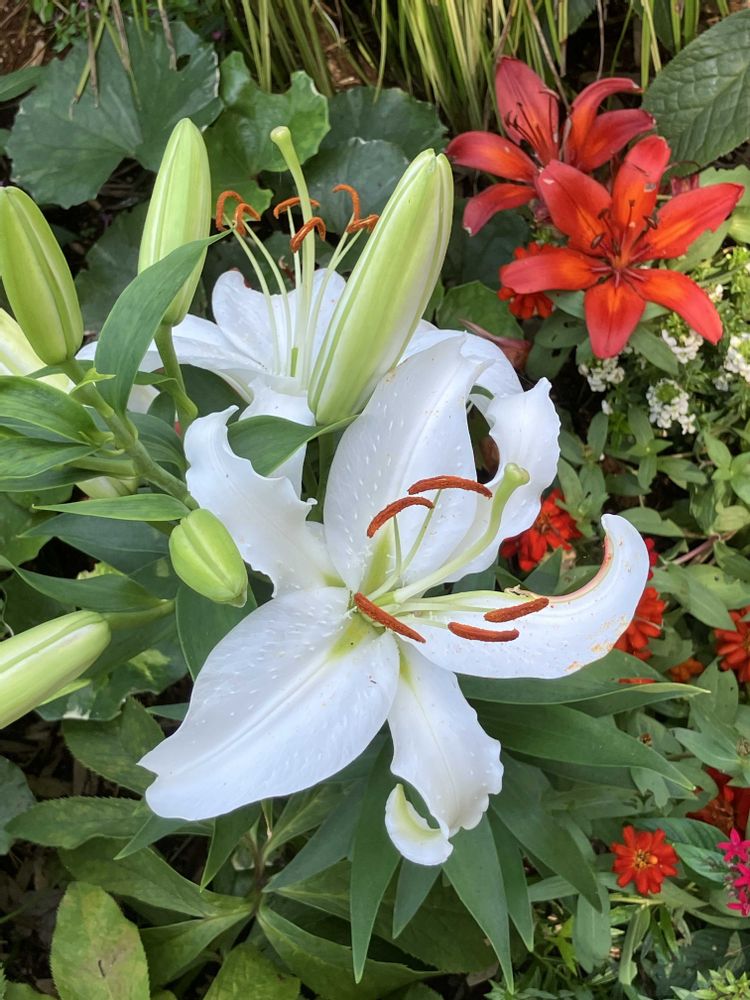 君にバラバラさんの里山ガーデン（大花壇）への投稿