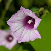 ラズベリー,トレニア☆,ホシアサガオ♡,アゲハ蝶の幼虫,こぼれ種よりの画像