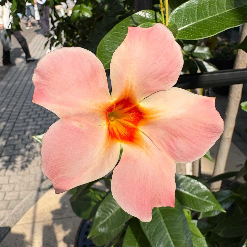 つくるんこさんの山下公園への投稿