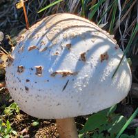 ウラシマソウの画像