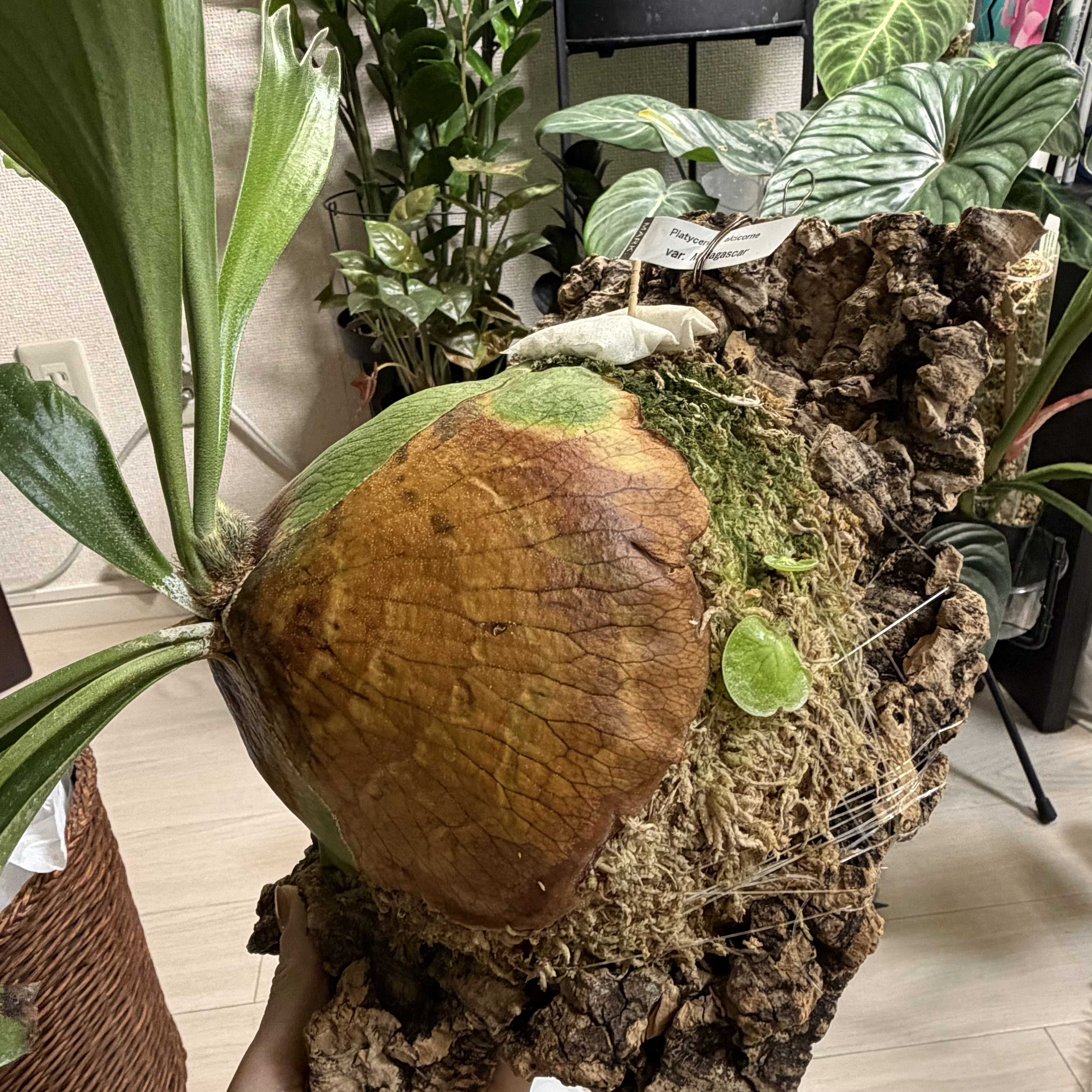 スーパーバム ビカクシダの森
