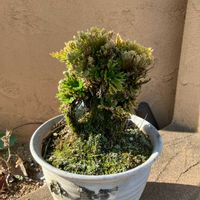 イワヒバの画像