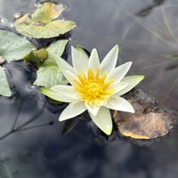 スイレン,睡蓮,温帯スイレンの画像