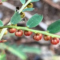 クサギ,アシタバ,コミカンソウ,ナガエコミカンソウ,ツルソバの画像