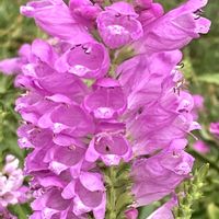 ハナトラノオ,お出かけ先にての画像