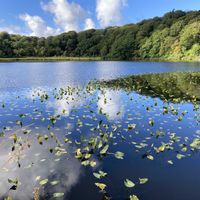 レンゲツツジ,レンゲツツジ,コウホネ,コウホネ,ハゼノキの画像