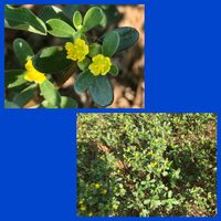 アカバナユウゲショウ,スベリヒユ,ナンキンハゼ,ムクノキ,ムクノキの画像