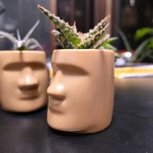 多肉,アロエ フラミンゴ,多肉植物,観葉植物,100均の画像