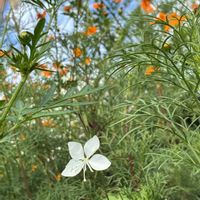 ガウラ,芽キャベツ,キバナコスモス,紫キャベツ,はらぺこあおむしの画像