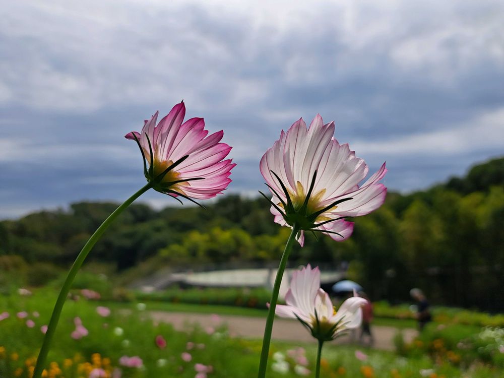 エリィさんの里山ガーデン（大花壇）への投稿