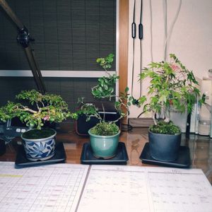 ミニ盆栽,部屋,デスク,和室の画像