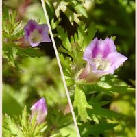 コナギ,キクモ,ホソバヒメミソハギ,チョウジタデ,アゼトウガラシの画像