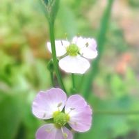 オモダカ,オモダカ,ナガバオモダカ,サジオモダカ,オモダカ(面高)の画像
