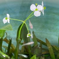 オモダカ,オモダカ,キキョウ,ツリガネニンジン,桔梗の蕾の画像