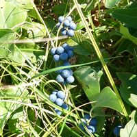 ハマナス,アオツヅラフジ,アオツヅラフジ,ハチジョウナ,山野草の画像