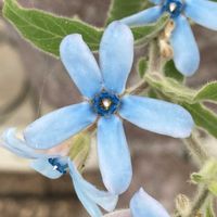 ブルースター,お出かけ先にての画像