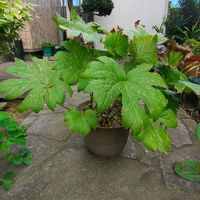 シラネアオイ,ガーデニング,ボタニカルライフ,山野草,お庭の植物の画像