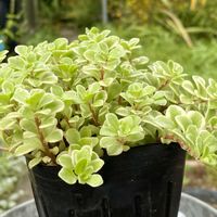 セダム,マルバマンネングサの画像