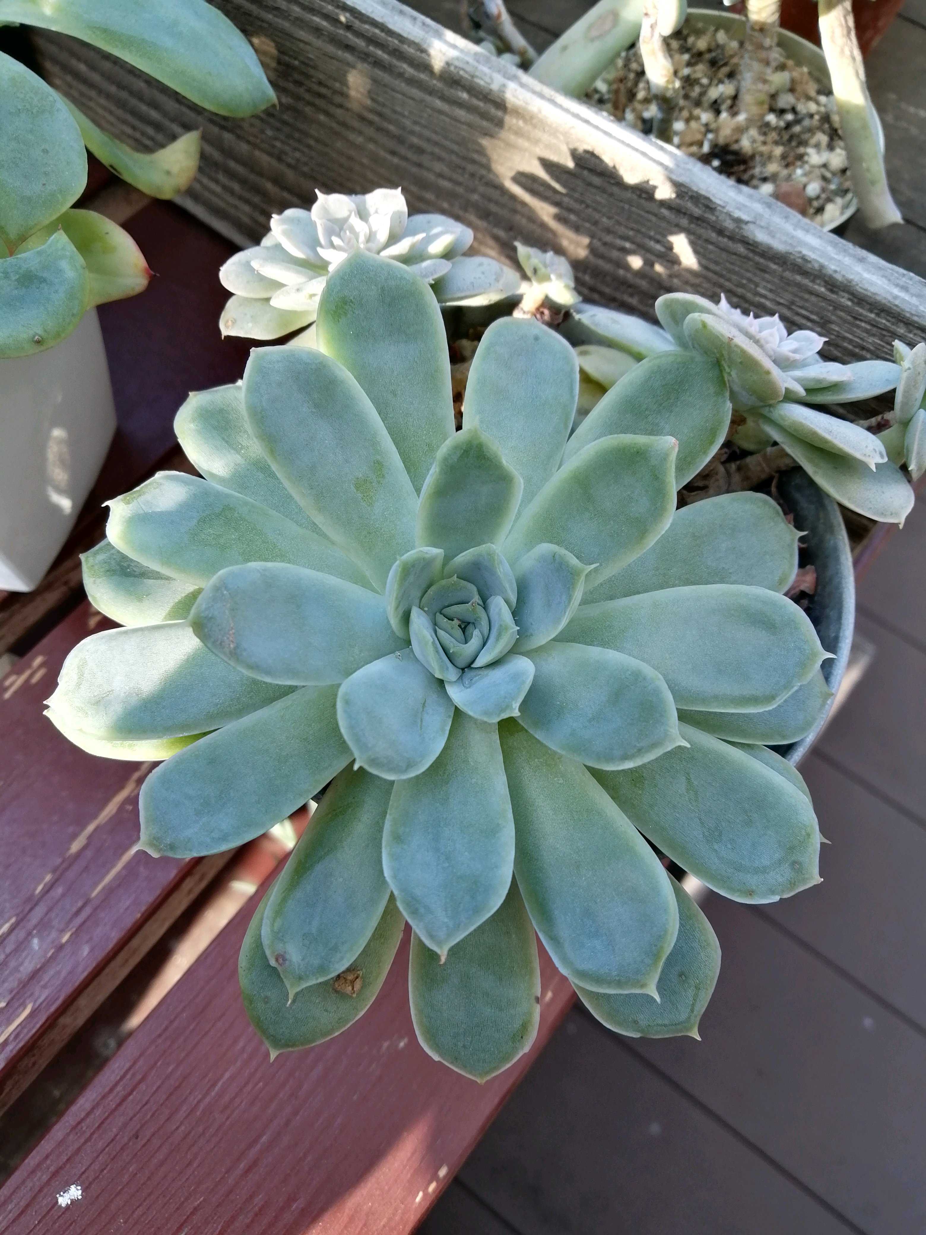 ダイソー謎ベリアの一覧｜🍀GreenSnap（グリーンスナップ）