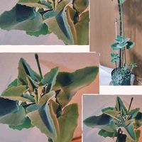 仙女の舞,カランコエ ベハレンシス 仙女の舞,カランコエ ベハレンシス,カランコエ  ベファレンシスの画像