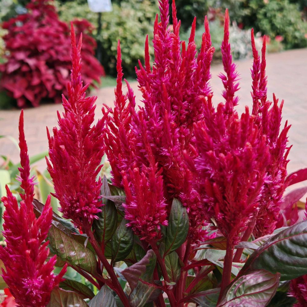 とりさんの山下公園への投稿