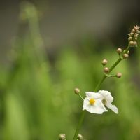 コウホネ,コウホネ,アギナシ,アギナシ,花散歩の画像