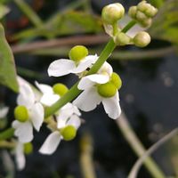 オモダカ,クワイ,今日のお花の画像