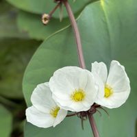 オモダカ,オモダカ,花散歩,癒しの時間,花のある風景の画像