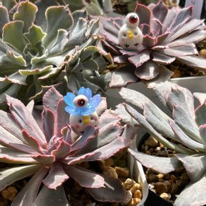 癒される,no green no life,多肉植物のある暮らし,タニク初心者,鳥取県の画像