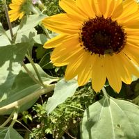 ルドベキア,向日葵(ヒマワリ),ヒマワリ‼,優しい気持ち,繋がりに感謝✨の画像