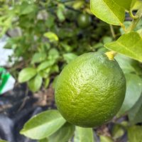 ディル,マイヤーレモン,ハーブ,わが家のレモン苗❢の画像