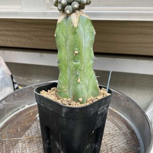 松露玉,ブロスフィルデア・松露玉,接木サボテンの画像