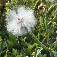 ラグラスの画像