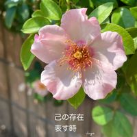 ナニワイバラ,花のある暮らしの画像