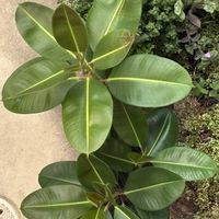 ハゴロモジャスミン,ゴムの木,クリサンセマム,トラディスカンティア白絹姫の画像