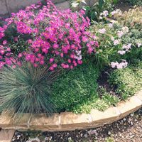 エキナセア,オレガノ ケントビューティー,宿根草,宿根アスター,フェスツカ　フェスティーナの画像