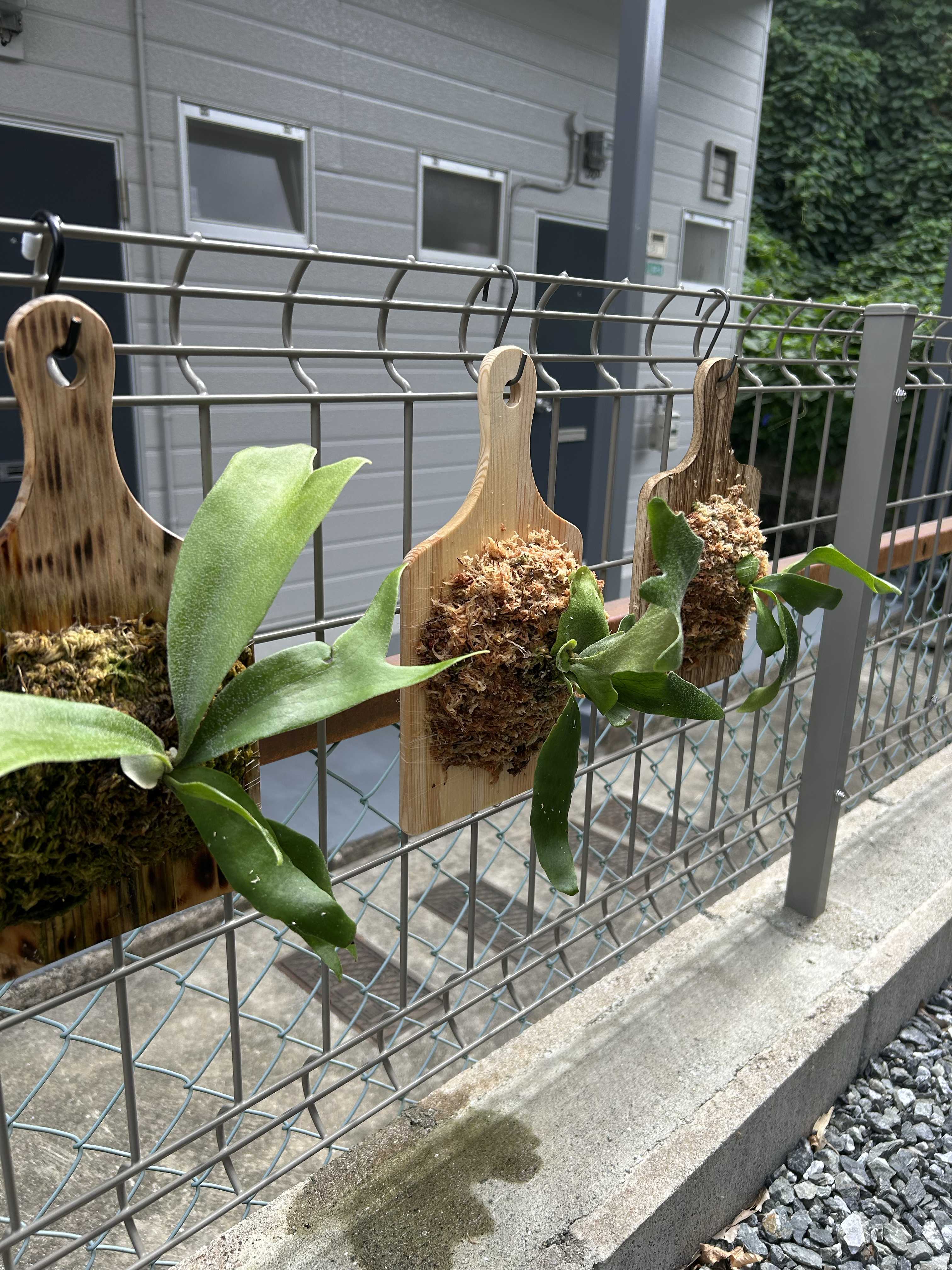 ビカクシダ　コロナリウム　板付け おしゃれ 観葉植物：ビカクシダ コウモリラン コロナリウム 板