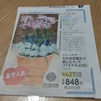 アリウム,オーニソガラム,ムスカリ,ﾊﾟｽﾃﾙ小花,そのまま植えて楽しむセットの画像