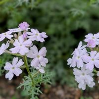 宿根バーベナ,我が家のお花,秋の花壇,植物の事もっと知りたいの画像